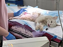 В Нижнем Новгороде ампутировали больную лапу коту Беляшику