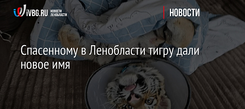 Спасенному в Ленобласти тигру дали новое имя