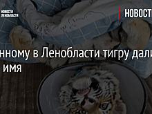 Спасенному в Ленобласти тигру дали новое имя