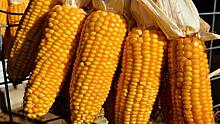 Искусственный интеллект и знания фермеров объединили для защиты урожая кукурузы