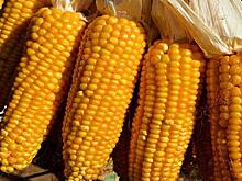 Искусственный интеллект и знания фермеров объединили для защиты урожая кукурузы