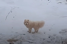Спасение собаки во льдах Карского моря попало на видео