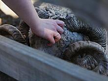 Появились подробности убийства барана мигрантами возле российской школы