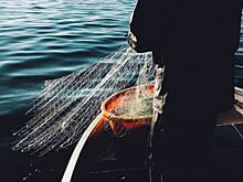 Ученые Казанского университета назвали причины сокращения запасов воблы в Каспии