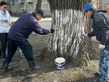 Пензенцы сопротивляются побелке деревьев