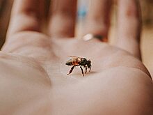 Врач объяснил, для кого особо опасны пчелы