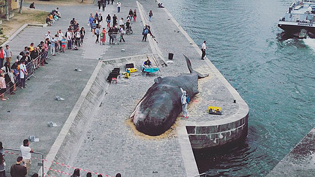 К Собору Парижской Богоматери «выбросило кита»