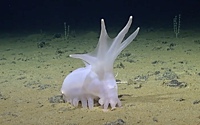 На дне океана нашли «инопланетное» существо с ножками-сосисками