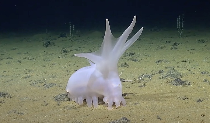 На дне океана нашли «инопланетное» существо с ножками-сосисками