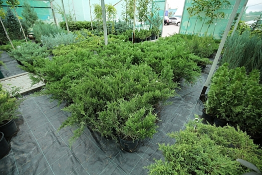 Какие сорта можжевельника рекомендуют специалисты