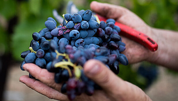 Виноделы прогнозируют снижение урожайности винограда