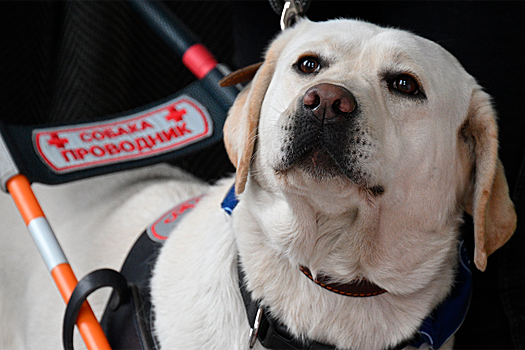 Патриарх Кирилл попросил пускать в храм людей с собаками-поводырями