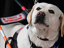 Патриарх Кирилл попросил пускать в храм людей с собаками-поводырями