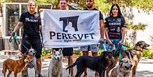 Проект «Защита животного мира» и донские чемпионы провели фотосессию в поддержку приютов для животных
