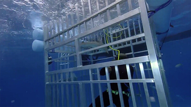 Акула попала в клетку легендарного баскетболиста Шакила О’Нила во время съёмок телешоу