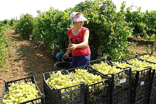 Минсельхоз: Доля отечественных вин в магазинах и ресторанах составляет свыше 60%