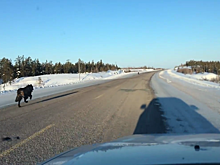 Шокирующая встреча: огромный волк прямо на трассе