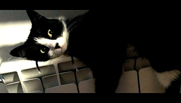 Чем занять себя на самоизоляции: придумать костюм и поднимать другим настроение