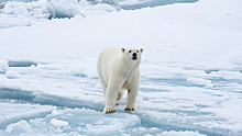 Сотрудники Московского зоопарка спасли белую медведицу в ЯНАО