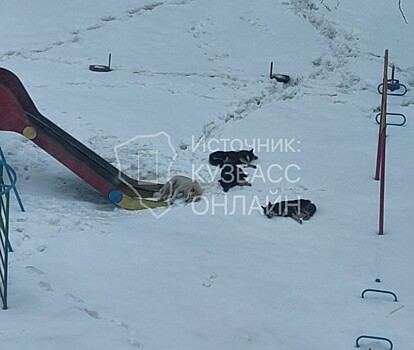 Стая собак на детской площадке обеспокоила кузбассовцев