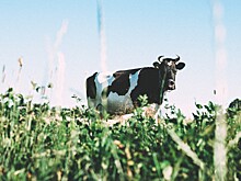 На Сахалине построили I очередь уникального мясо-молочного предприятия полного цикла