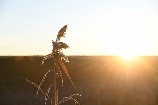 340 волгоградских аграриев смогли воспользоваться льготным кредитованием