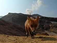 Видео: лиса украла камеру у туристов