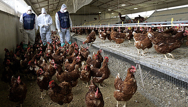 В Черновицкой области Украины зафиксировали вспышку птичьего гриппа