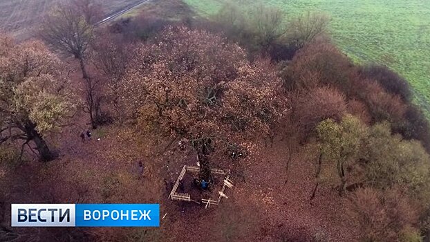 300-летний дуб-гигант претендует на звание новой достопримечательности Воронежской области