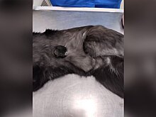 Столичные ветеринары провели уникальную пластическую операцию коту Барсику