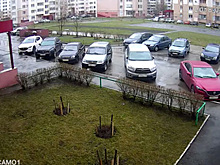 Россиянин выбросил кота из окна на соседский Infiniti