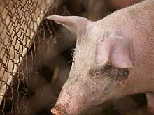 100 тысяч тонн свинины планируют выпускать предприятия Приморья в 2023 году