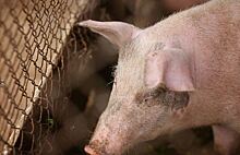 100 тысяч тонн свинины планируют выпускать предприятия Приморья в 2023 году