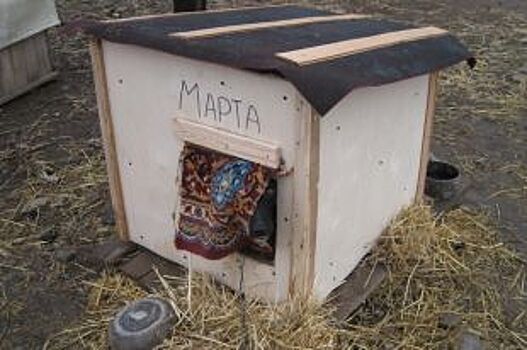 Как помочь приюту бездомных собак «Великое междуречье» в Волжском?