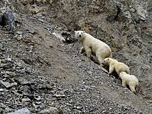 «Цены ой-ой». Турист рассказал о жизни на краю России