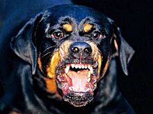 В Тюменском посёлке ротвейлер напал на медработника