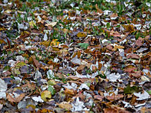 Похолодание до -11°C ожидается в понедельник в Кузбассе