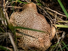 Ученые заявили, что некоторые грибы могут спровоцировать легочные инфекции