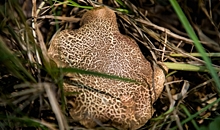 Волгоградцы массово отравились грибами