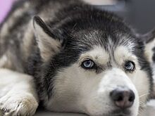 Полиция завела дело после жестокого убийства хаски в Челябинской области