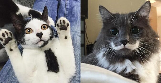 Сердца, усы и хорошее настроение: 14 кошек с необычным окрасом
