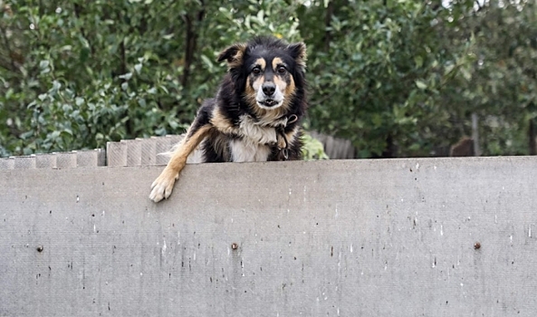 Владелец собаки выплатит 300 тысяч рублей пенсионерке за двойное нападение