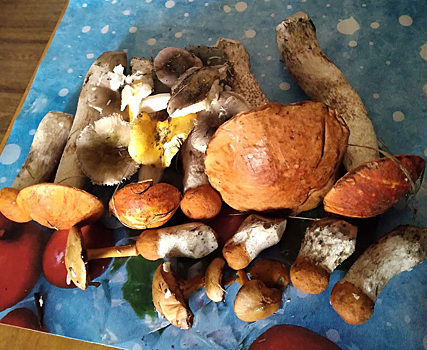 Пермячка похвасталась урожаем грибов без червей