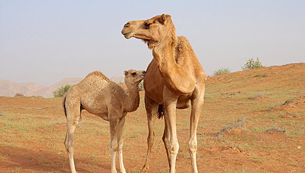 В ОАЭ найдены верблюды-разносчики эпидемии