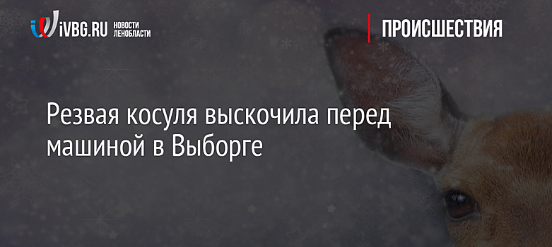 Резвая косуля выскочила перед машиной в Выборге