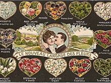 Главные «заслуги» цветов