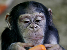 "Предостережение человечеству": Соцсети удивила обезьяна