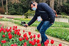 В Крыму начался виртуальный Парад тюльпанов