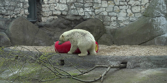 Белый медвежонок появился в Московском зоопарке: как золотодобытчики спасли малыша