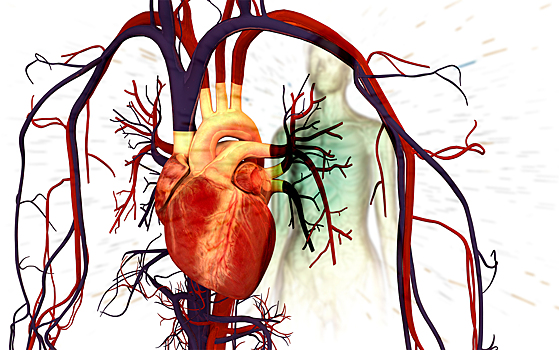 Моделирование работы сердца упростили